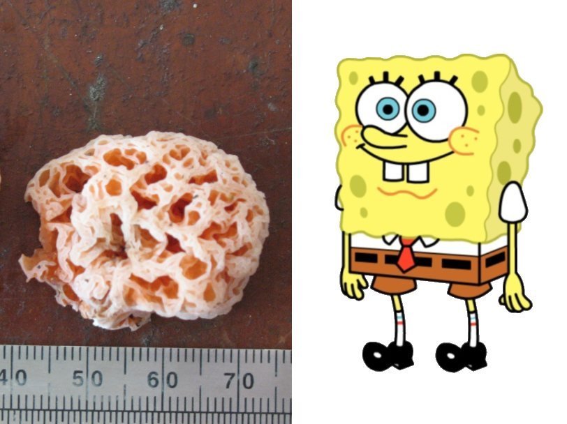 spongebob-pecurka