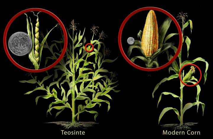 Poređenje divljeg i modernog kukuruza