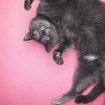 Grey Funny Cat Posing