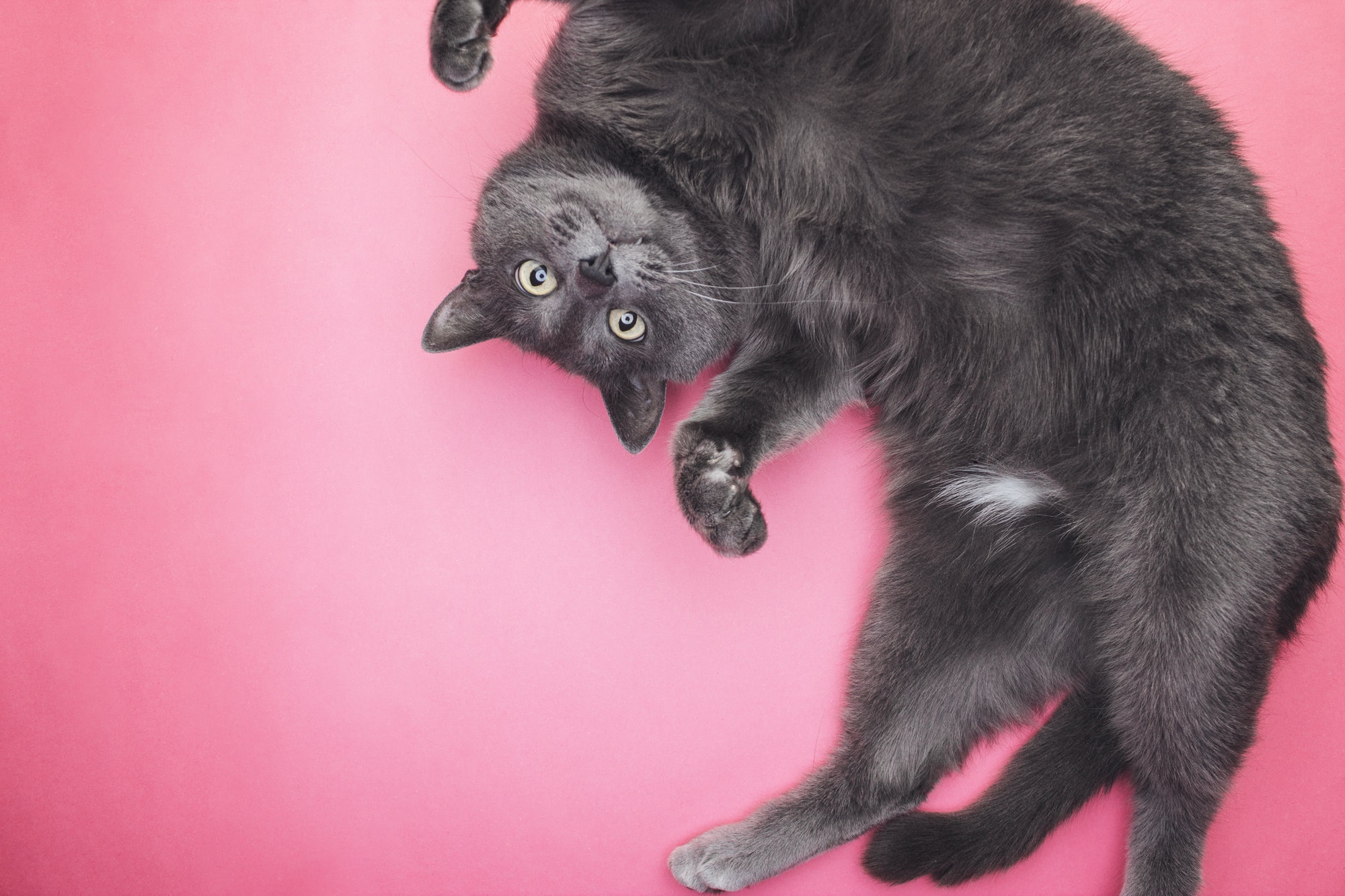Grey Funny Cat Posing