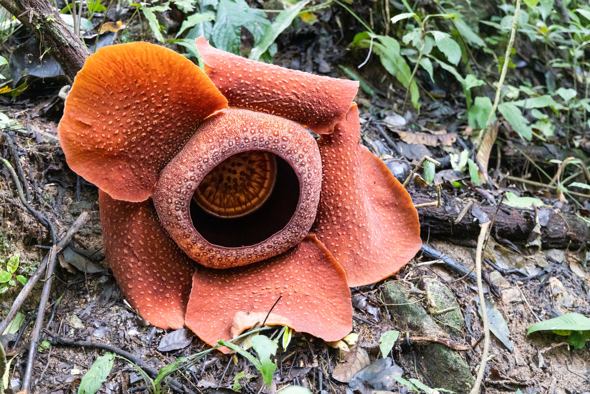 Rafflesia is a genus of parasitic flowering plants in the family Rafflesiaceae. It is the largest